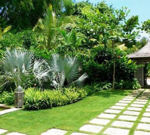 Các loại cây trồng lấy bóng mát cho sân vườn