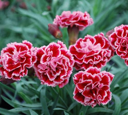 Các loại hoa thường trồng trong nhà
