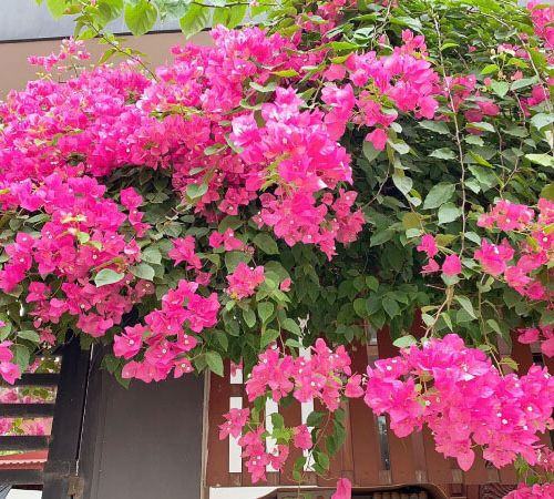 Các loại hoa thường trồng trang trí quán cafe