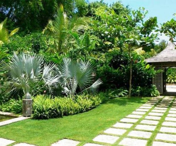 Các loại cây trồng lấy bóng mát cho sân vườn