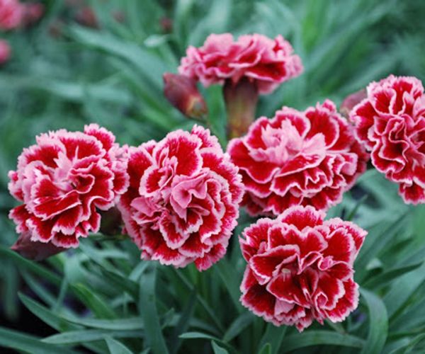 Các loại hoa thường trồng trong nhà