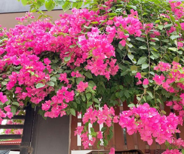 Các loại hoa thường trồng trang trí quán cafe