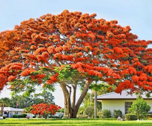 Các loại cây tạo bóng mát trồng trước nhà ở Việt Nam