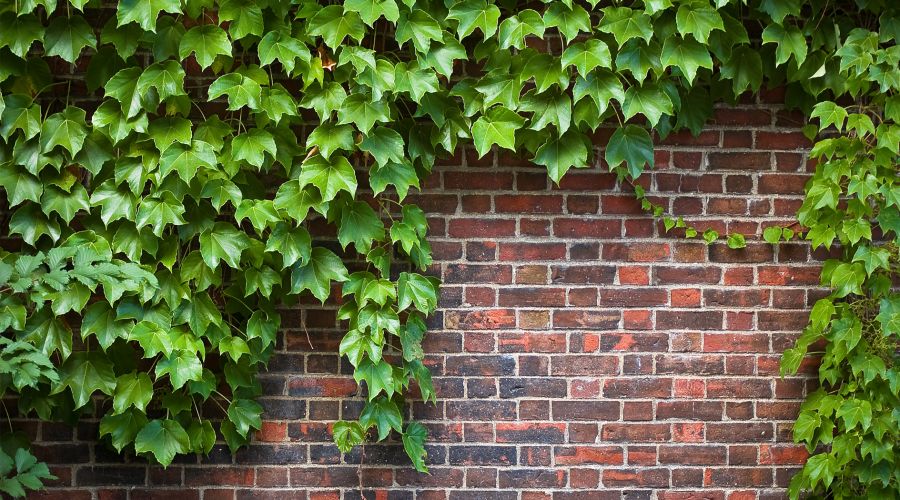 Các loại dây treo thường trồng trước nhà