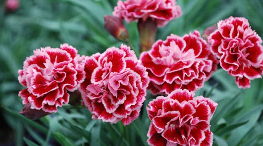 Các loại hoa thường trồng trong nhà