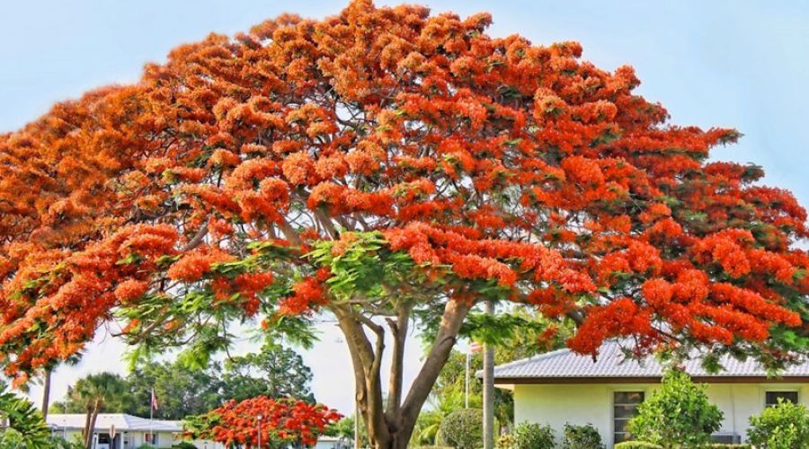 Các loại cây tạo bóng mát trồng trước nhà ở Việt Nam